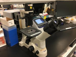 Cell Culture Microscope